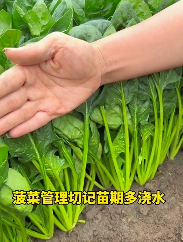 菠菜种植好麻烦,种子还要泡水12个小时,有没有简单的方法