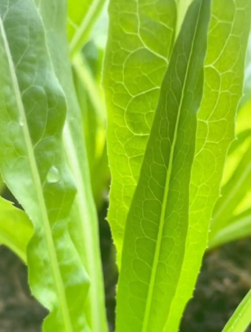 油麦菜种植方法简单,播种前种子这样做,苗子唰唰长,摘都摘不完!