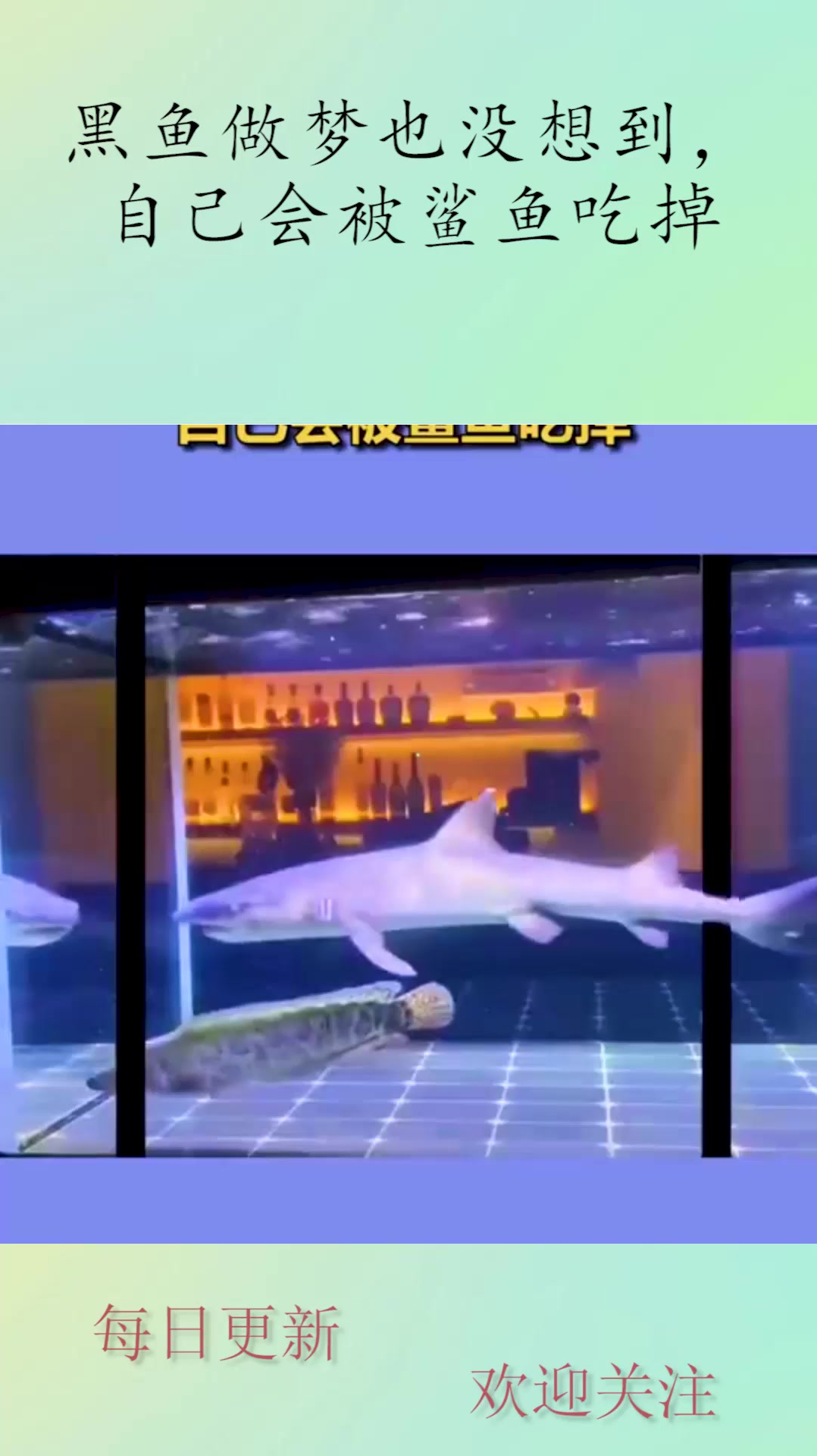 黑鱼做梦也没想到,自己会被鲨鱼吃掉