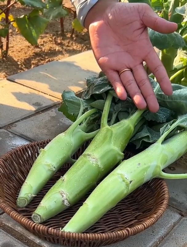 农村一种菜,根茎叶都能吃,为何种植的人却不多?