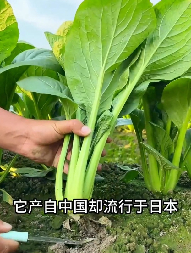 一种长梗白菜,产自中国,却在日本买断货了,口感好,观赏性高!