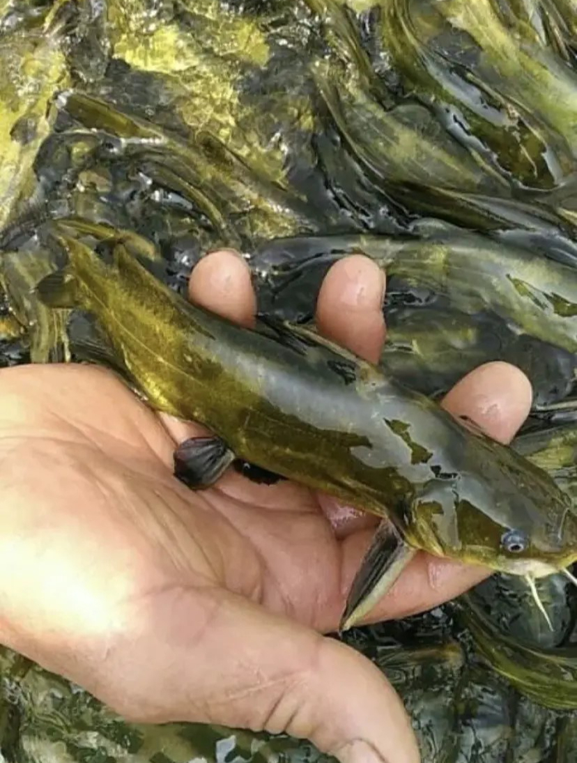 如何养殖黄骨鱼?这些知识点你必须掌握