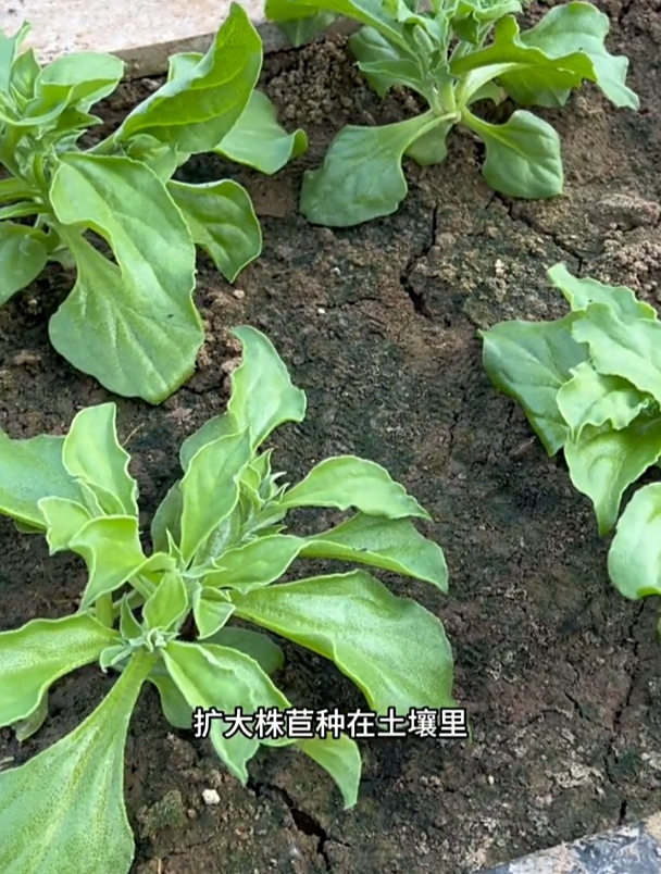 冰菜如何育苗?这点做不好,再细心出芽率也不会高