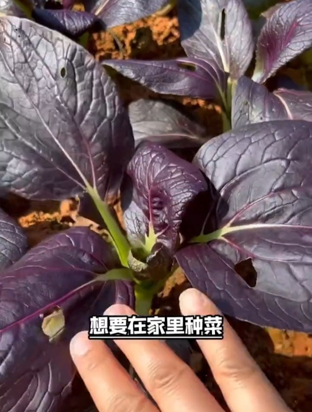 最“好吃”的紫油菜,可观赏可食用,扔阳台就爆盆,想吃就摘