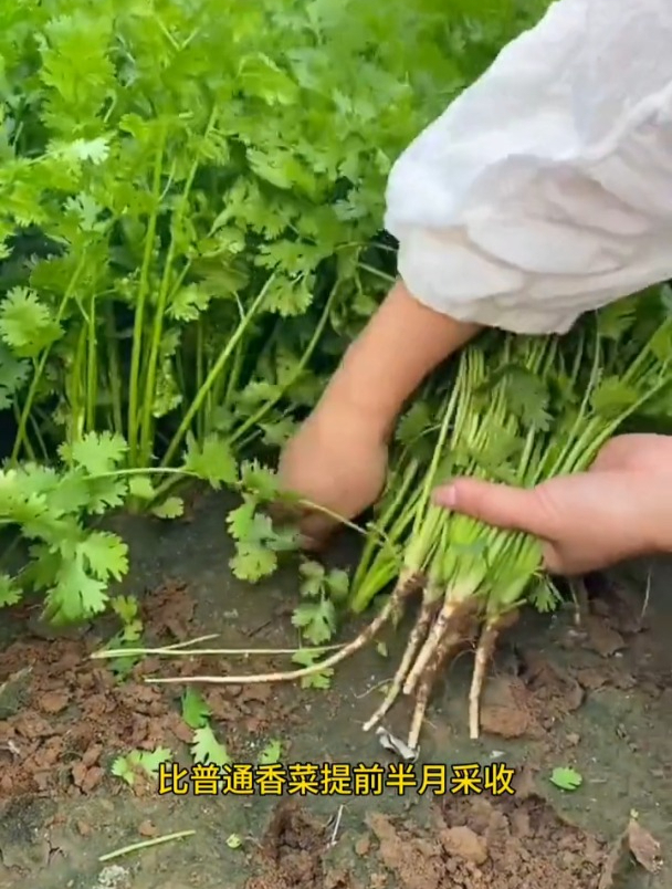冬季播种香菜,最好选用新种子,发芽率更高,高产的前提
