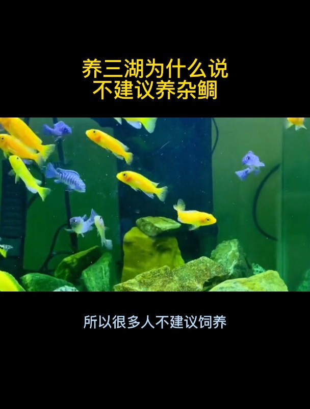 养三湖为什么说不建议养杂鲷