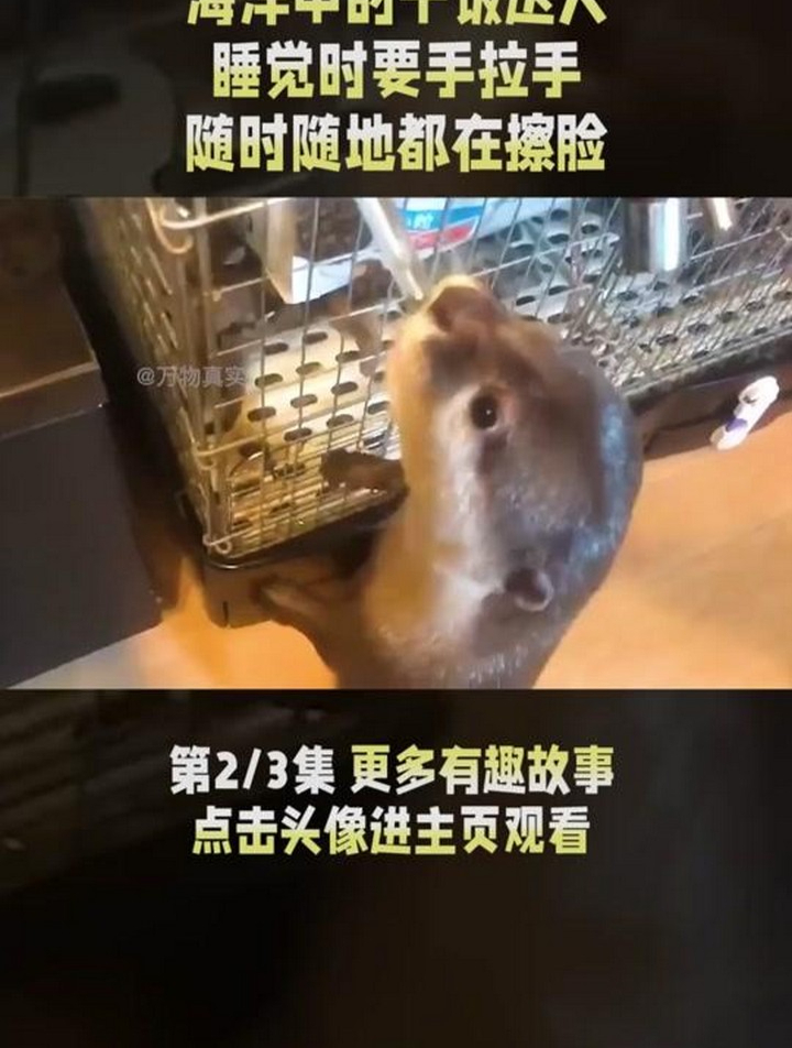 海洋中的干饭达人,随时随地都在擦脸的表情包萌主,海獭有多可爱