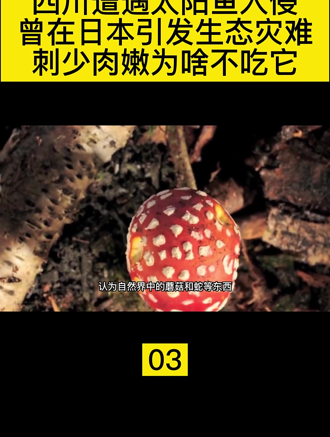 四川遭遇太阳鱼入侵曾在日本引发生态灾难(3)