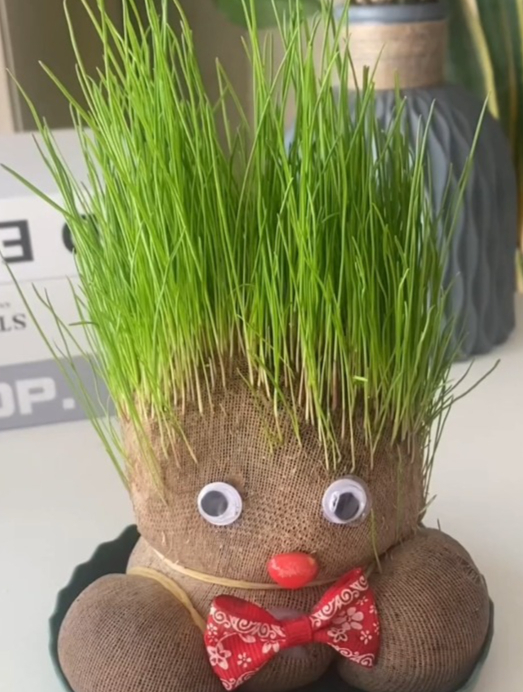 和孩子一起种草头娃娃,近距离观察植物生长过程,满足孩子好奇心!