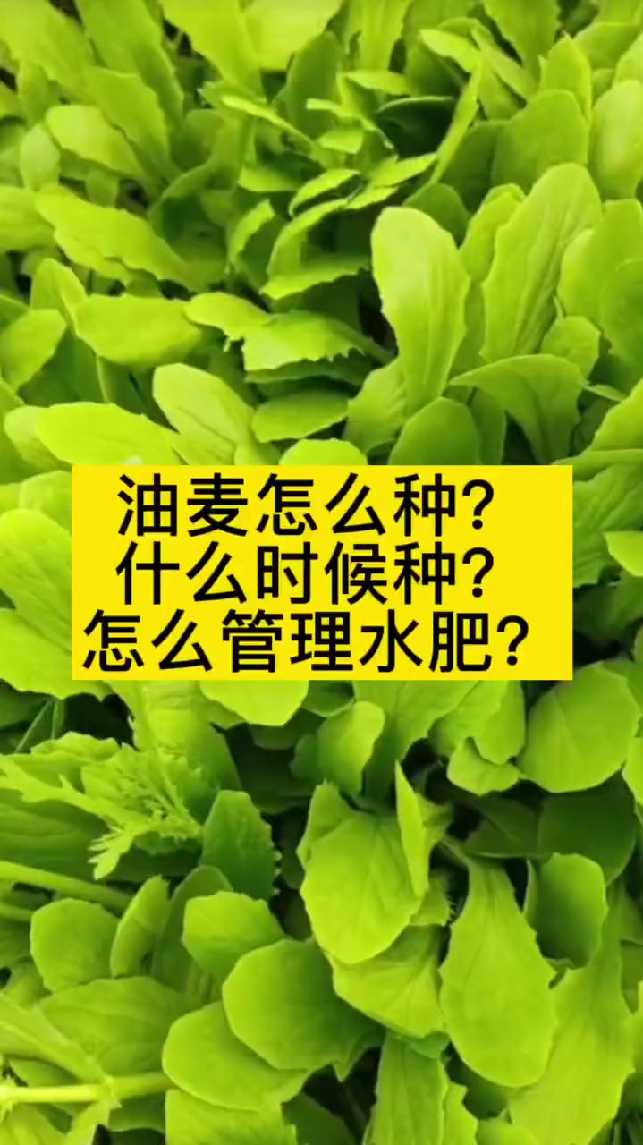 有机蔬菜,农业种植