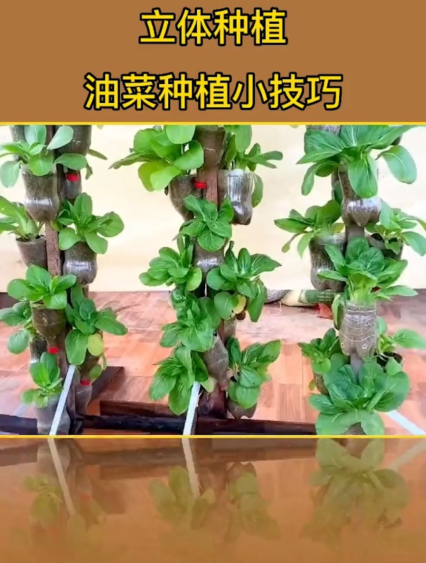 利用木条和废弃饮料瓶制作立体种植架,在院子或者阳台种植油菜