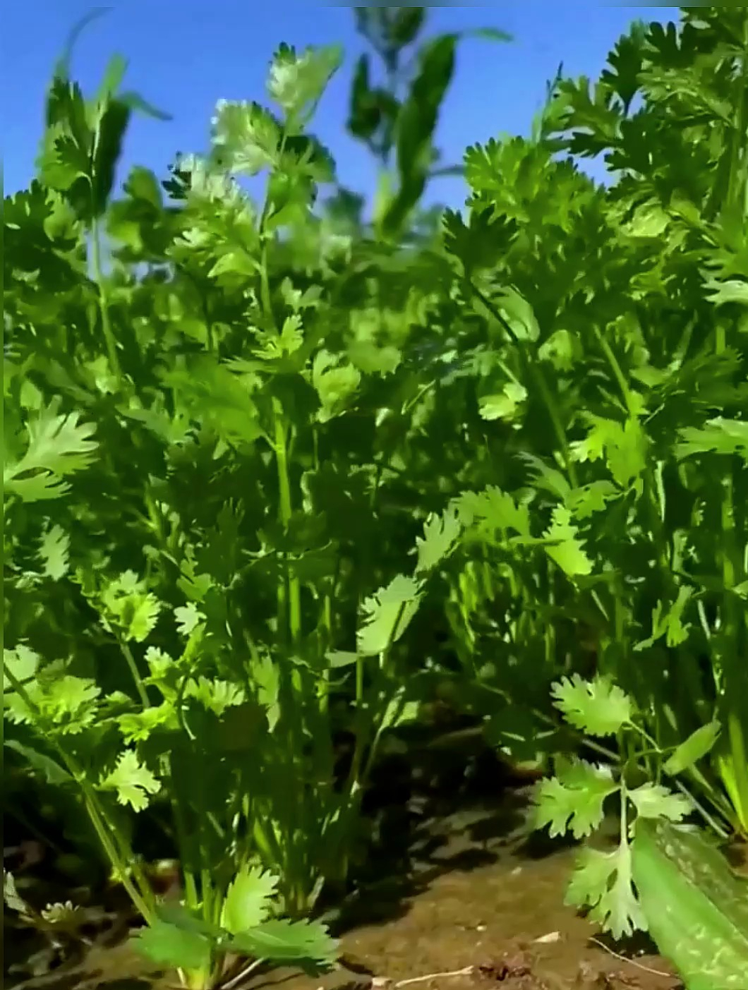 还在花钱买香菜?学会这样种,3天发芽,28天采收,香味浓郁!