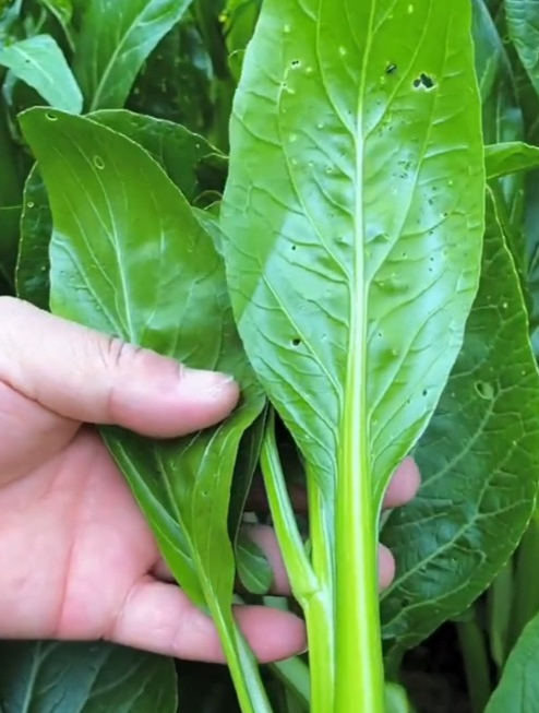 广东的最爱“四九菜心”,种一次能吃半年,菜心翠绿爽口!