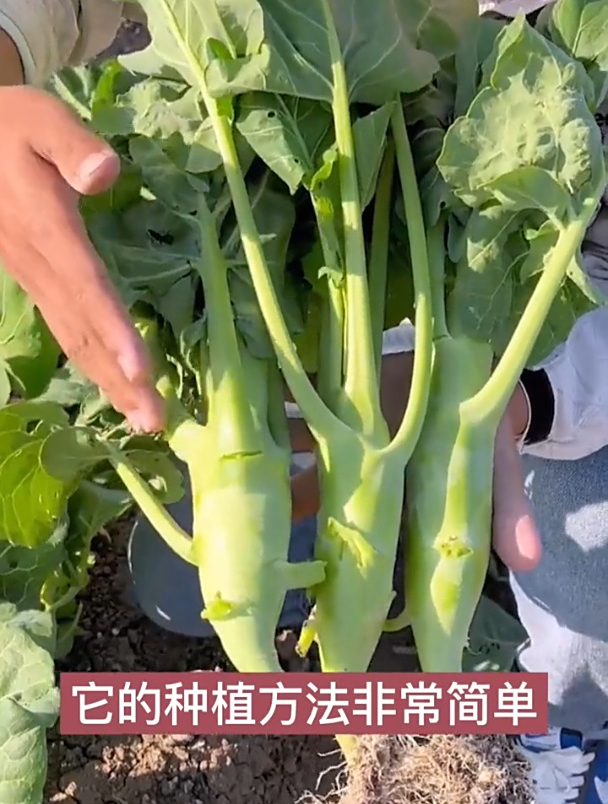 鸡腿芥兰这样种,效益高,四季采收!