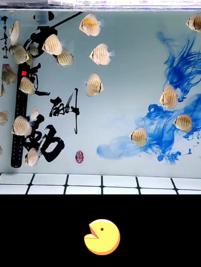 想养七彩神仙鱼鱼苗该准备什么？养七彩的设备其实不用那么复杂~