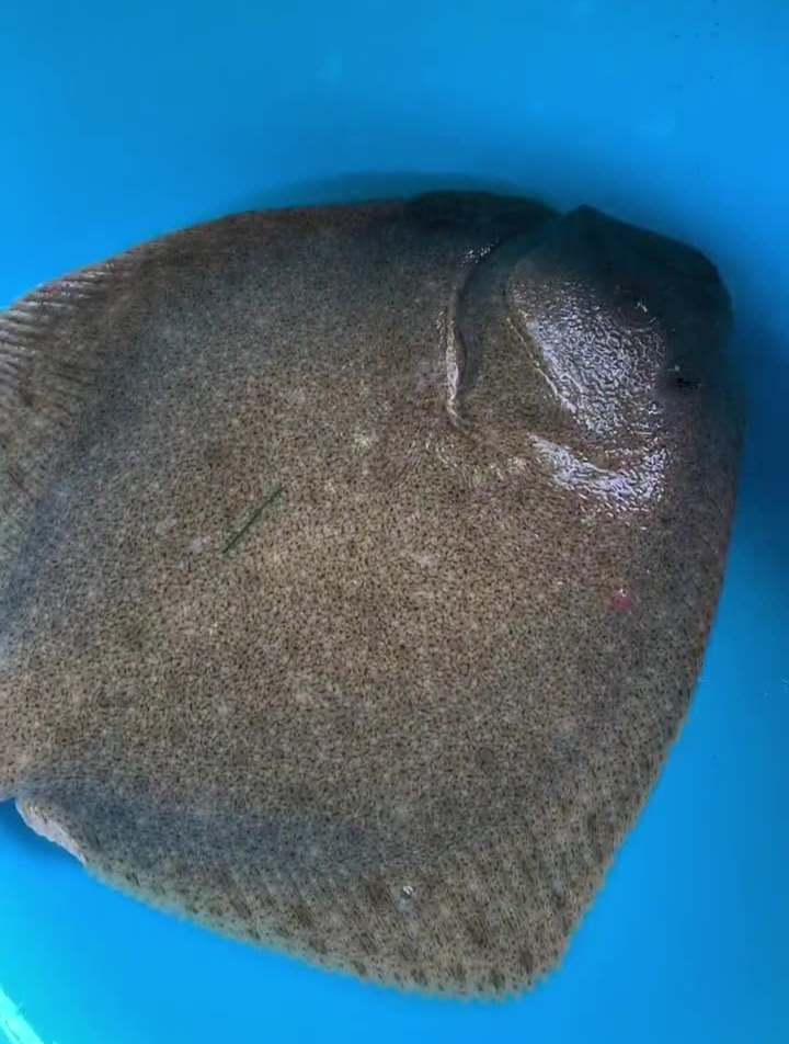 大多宝鱼大战柠檬鲨柠檬鲨