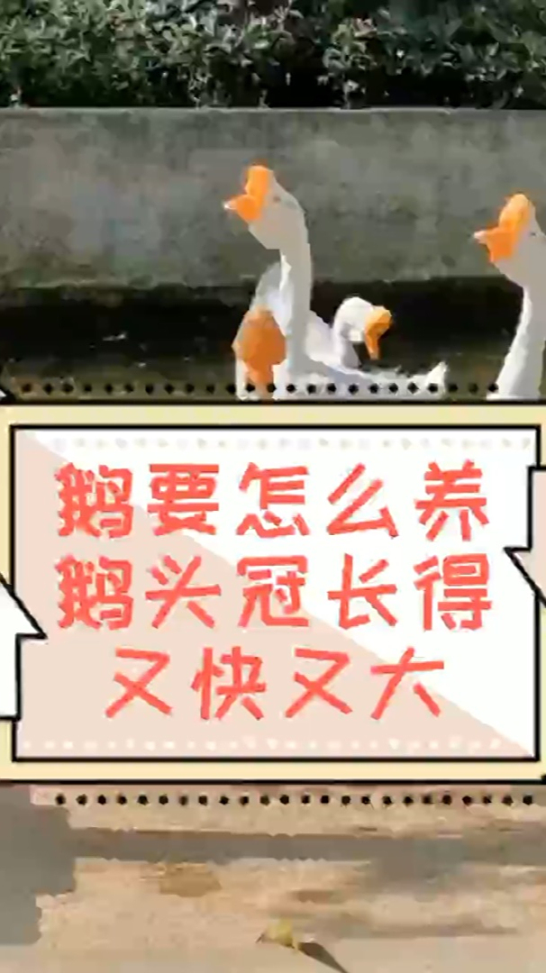 鹅什么时候长鹅冠 鹅什么时候头上长包 鹅的肉瘤多长时间长出 鹅几个月头上长凸起