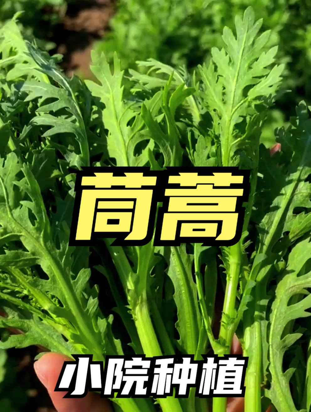 高产茼蒿菜种在家,撒籽就长,茎秆脆嫩口感好,15天采收一茬!