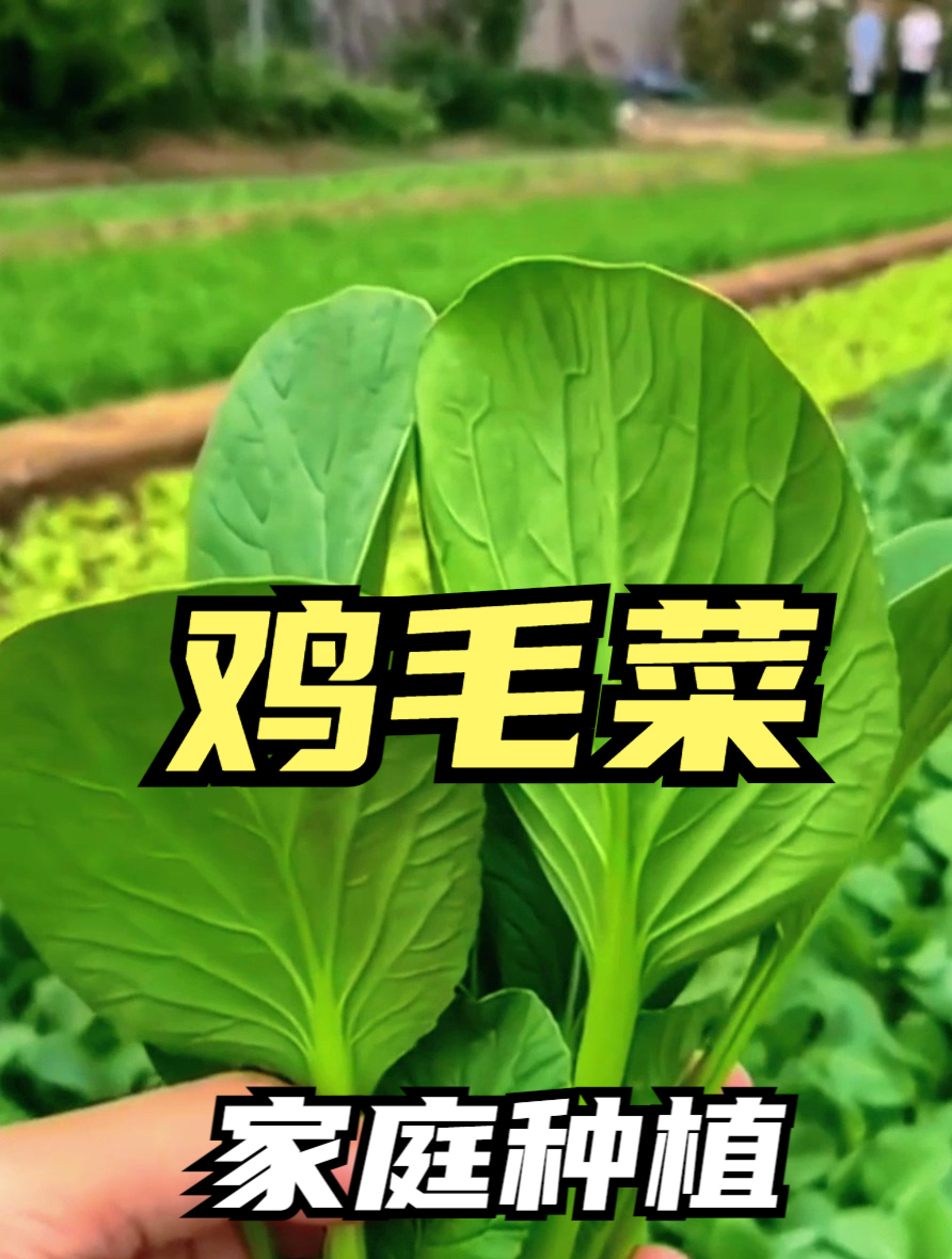 在家也能种的“鸡毛菜”,撒籽就长,方法简单,青菜脆嫩长的好!