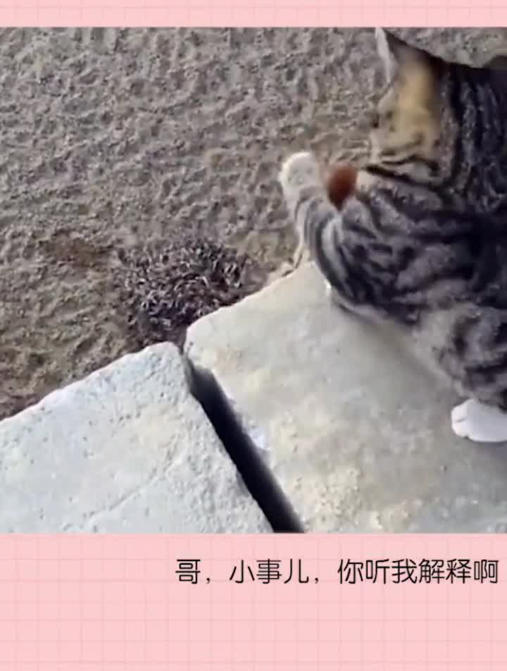 皮皮虾今日好笑纹身的打不过尖嘴的~