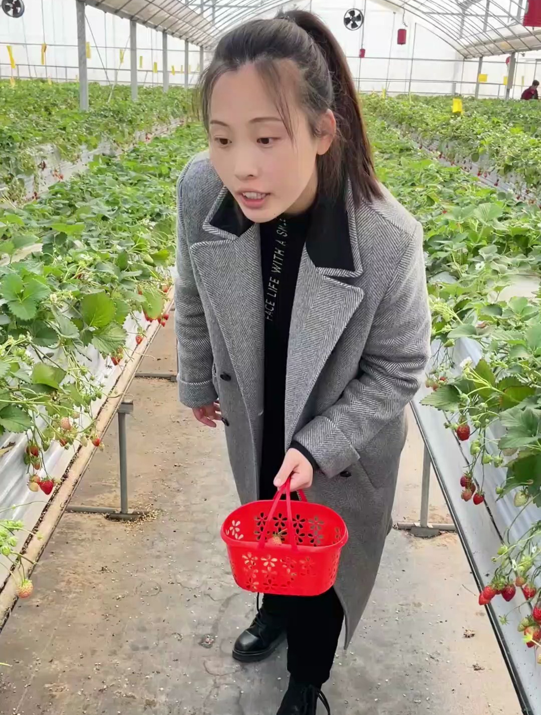 妈妈带我去摘草莓,她高兴得像个小姑娘!