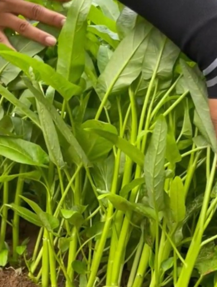 这是一款神奇的蔬菜“三叉空心菜”,生来就三个叉,好吃又高产!