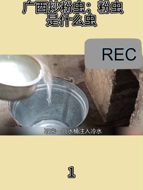 广西炒粉虫:粉虫是什么虫1