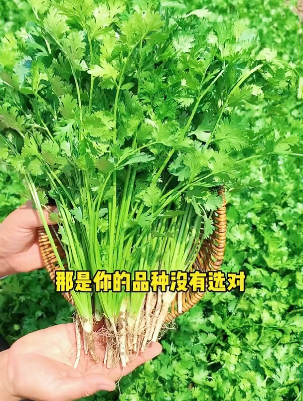 香菜种不出来不是你不会种,是你品种没选对,选好品种阳台也能种