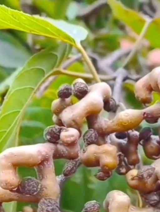 形状拐来拐去的水果“拐枣”,已有上千年历史,它的好处太多了!