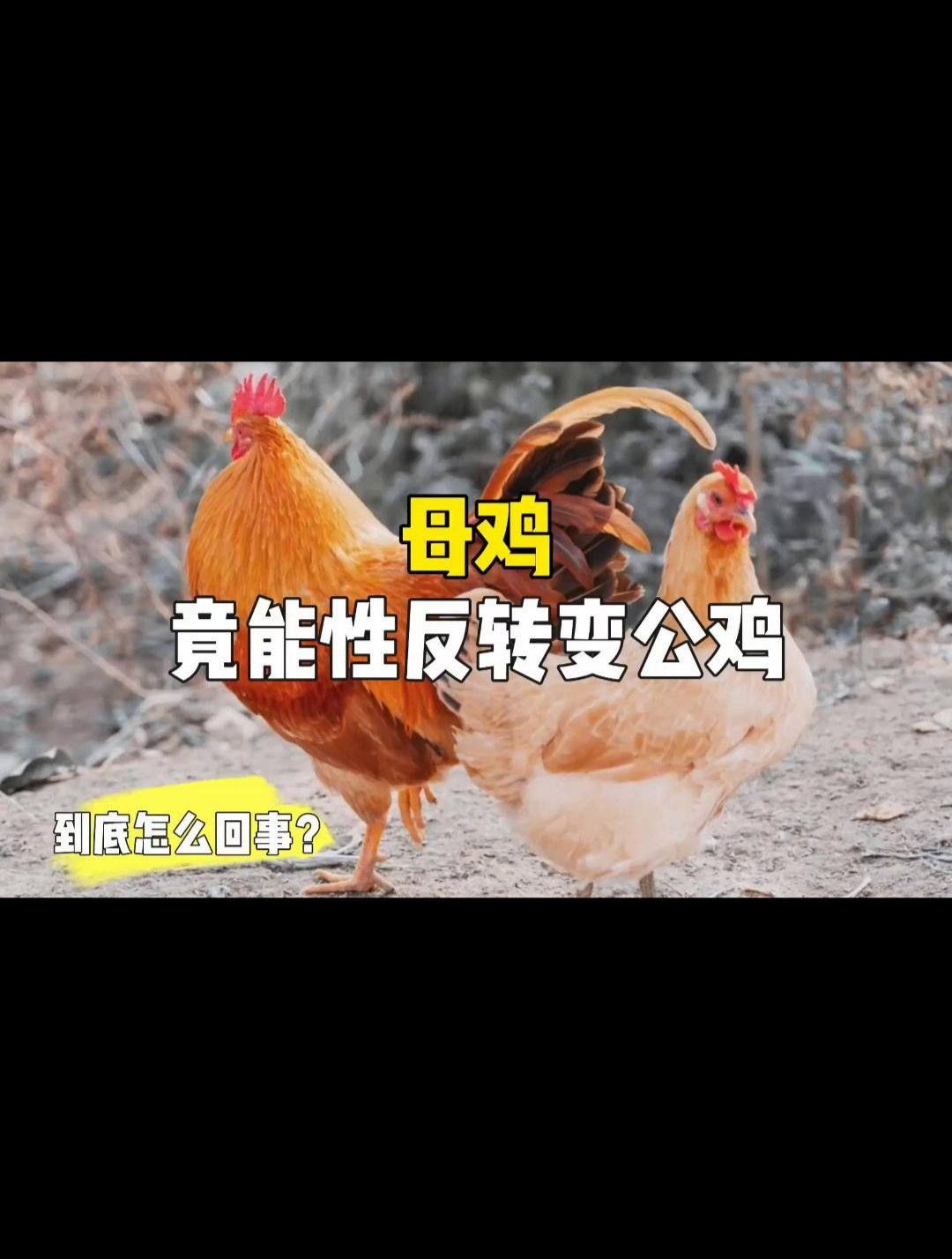 母鸡竟然还能自动变性,变成公鸡,这是怎么回事
