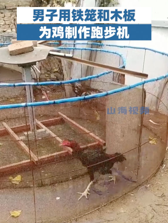 连鸡都卷起来了!男子为鸡自制跑步机