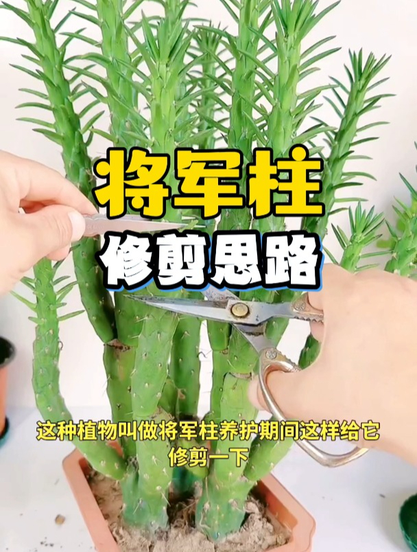 这种植物叫将军柱,这样的修剪思路,促使它更好萌发新芽!