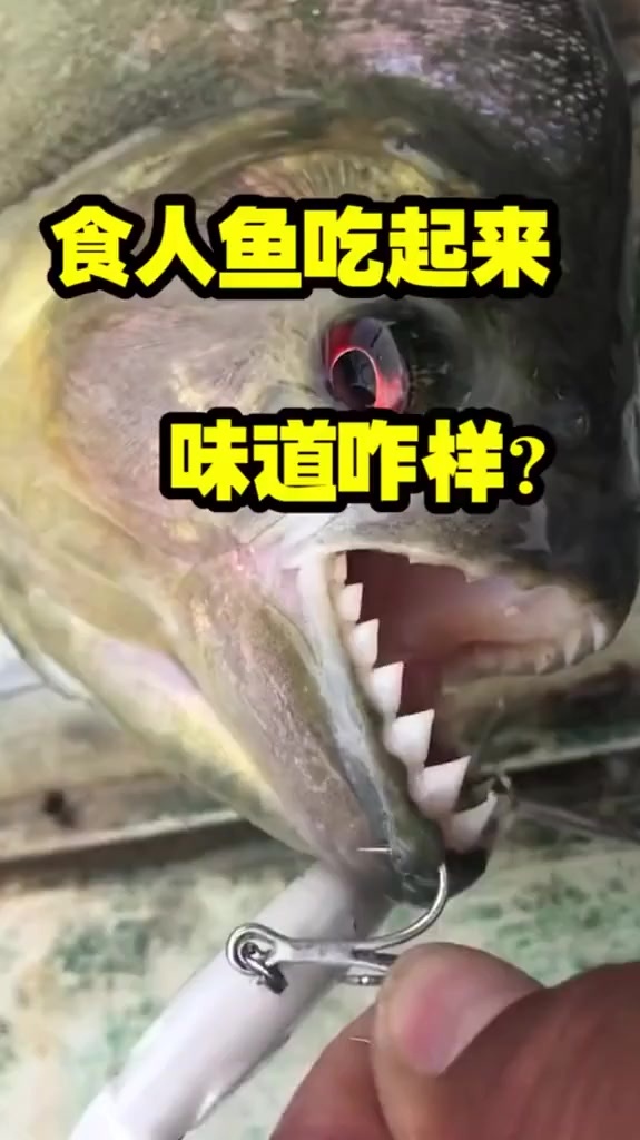 钓那么多食人鱼,吃起来好吃不?今天探索一下