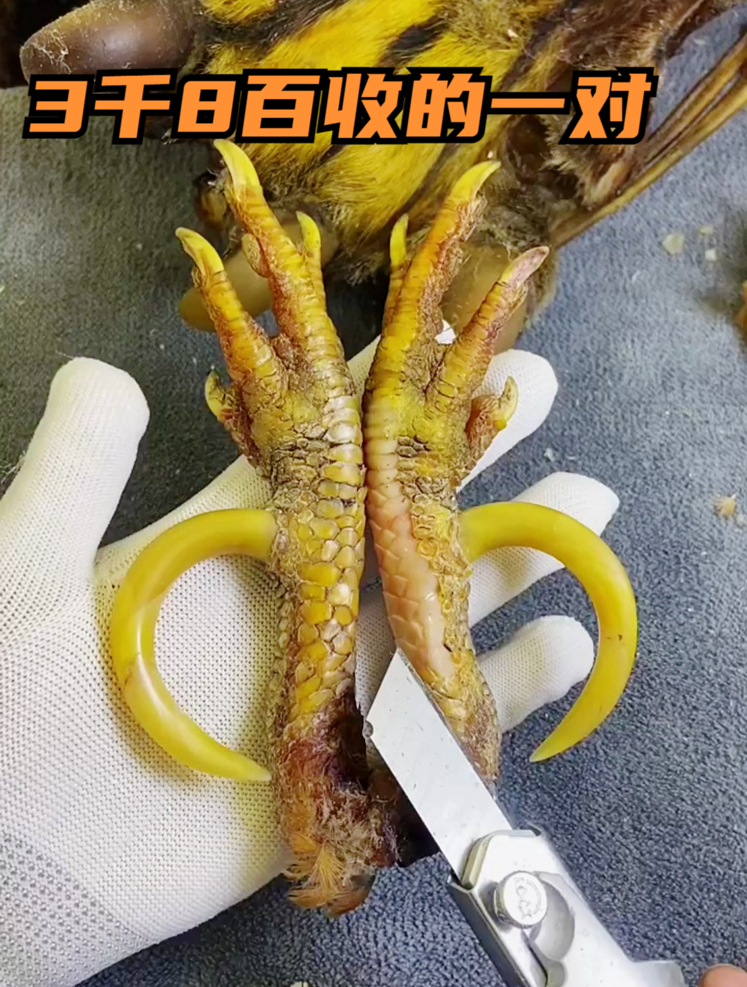 文玩鸡爪骨,3800米收了一对鸡爪子