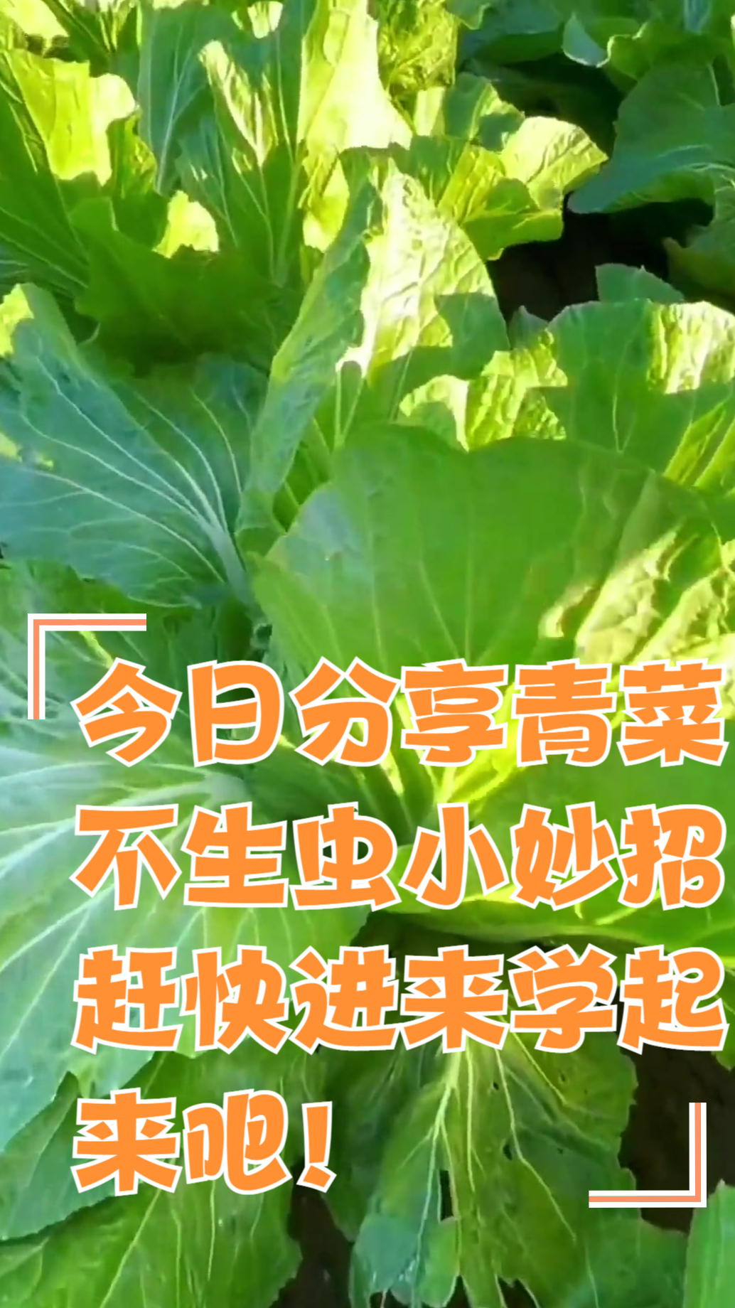 今日分享青菜不生虫小妙招!赶快进来看看吧!