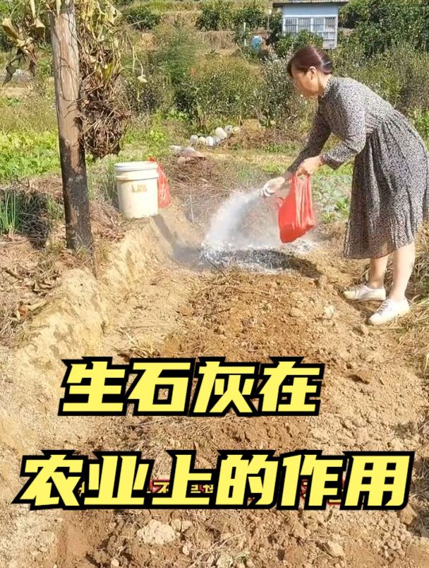 为什么农民要往耕地里撒生石灰?以下这几点作用,助农民科学种田