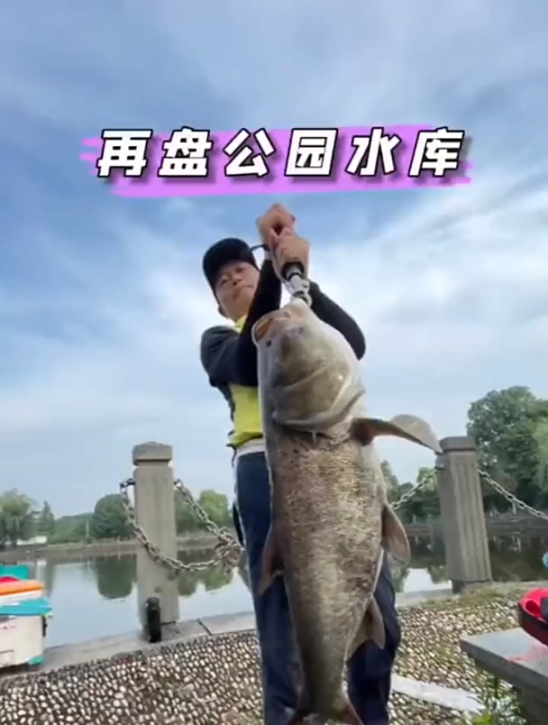 再盘公园水库,五十斤的鲢鳙在等我!这饵料太给力了!