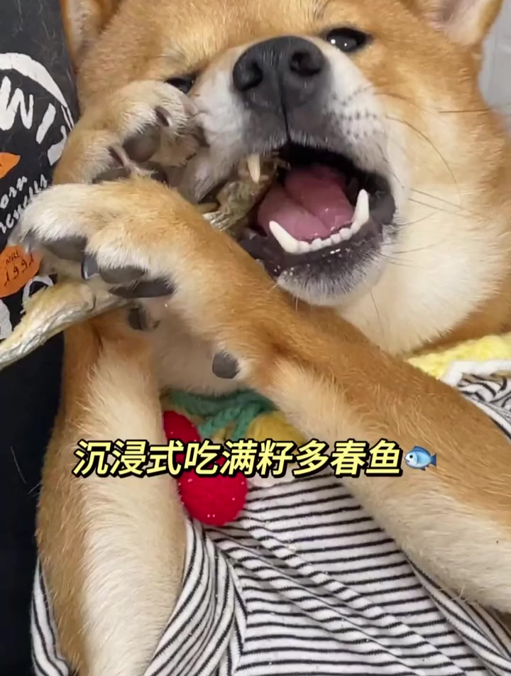 不给你家毛孩子吃一次多春鱼 你都不知道它有多喜欢