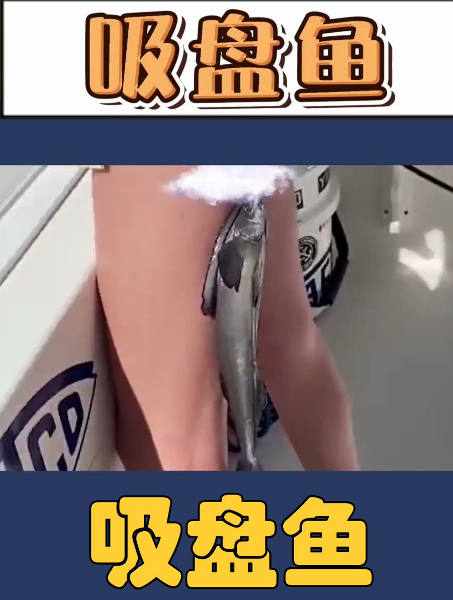 喜欢吸附在鲨鱼身上的吸盘鱼,有多会偷懒?鮣鱼吸盘鱼
