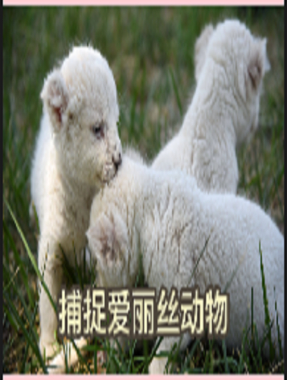 母鸡的繁殖欲有多强悍?一年365天都能下蛋,公鸡完全是摆设