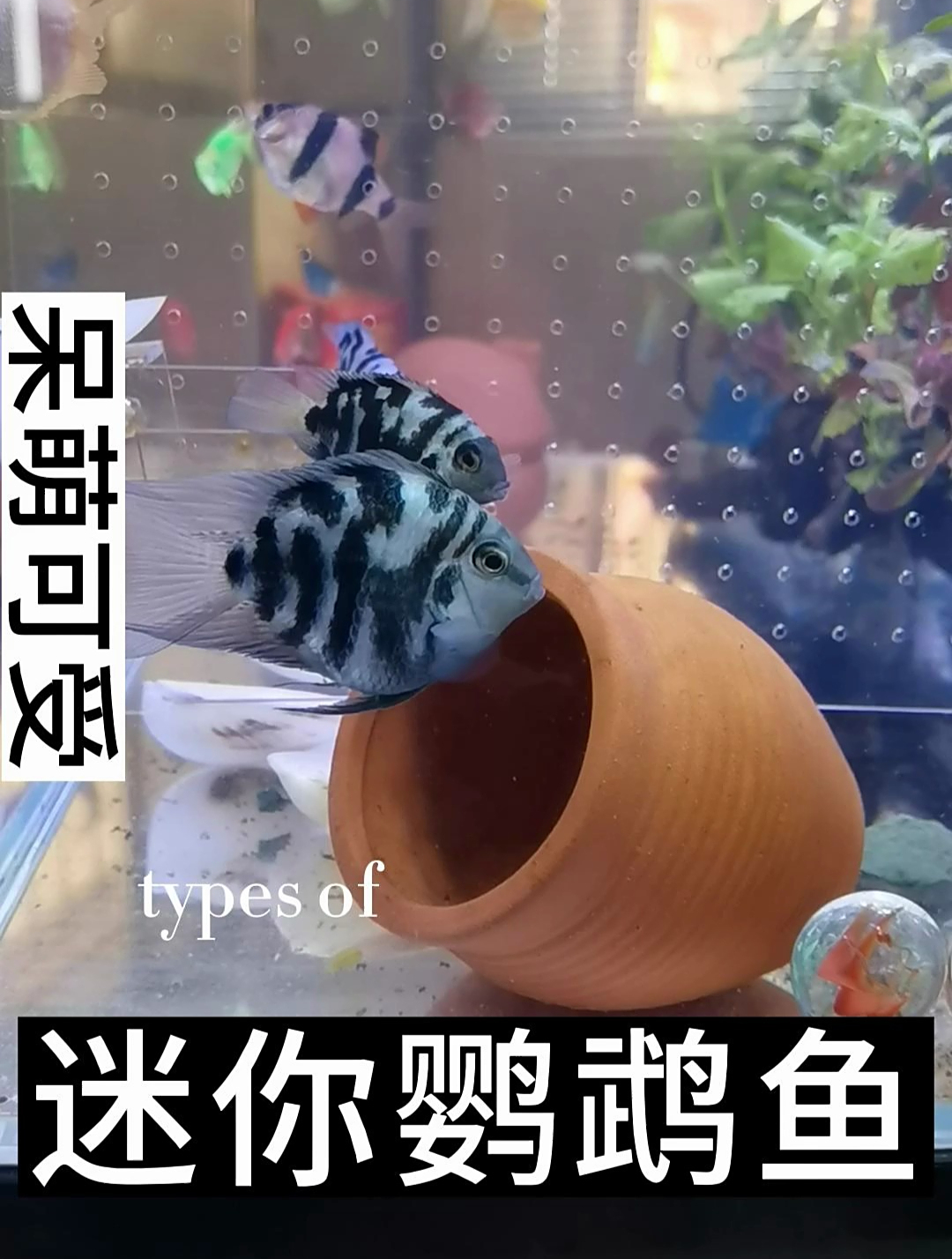 迷你鹦鹉如何分辨公母其实很容易区分,公鹦鹉尾巴拉丝比较长