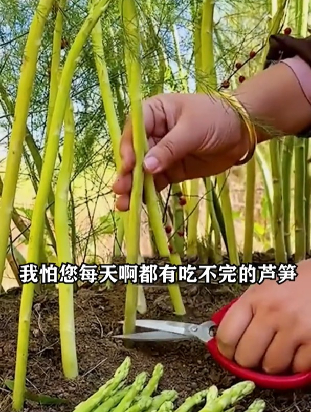 一种比肉还好吃的“贵族菜”,生吃脆甜,种上一次就能吃十几年!