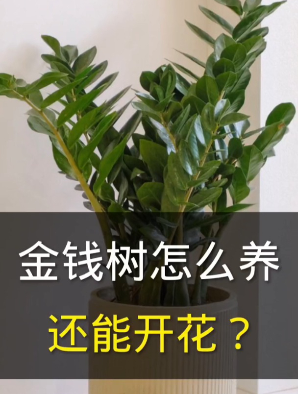 金钱树,又名钱串子,新的一年寓意财源滚滚,好运连连