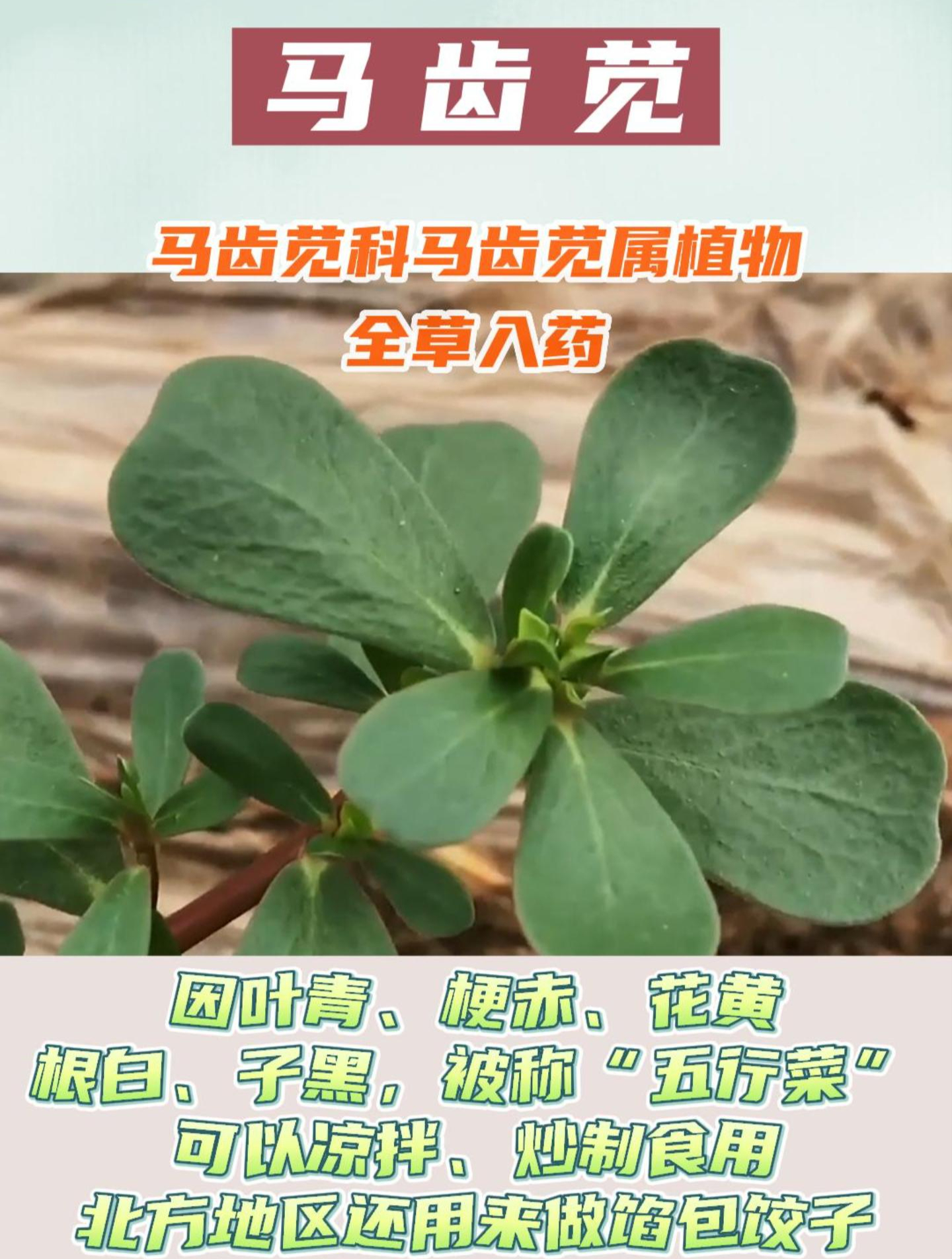 本草学堂-马齿苋(马齿苋科植物)