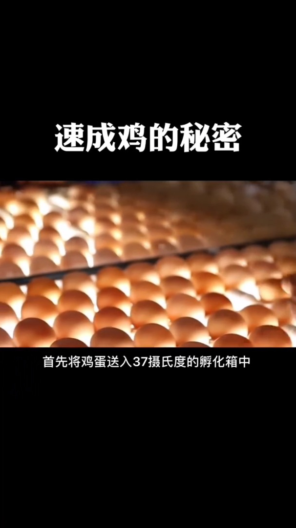 这是他们短暂又悲惨的一生,速成鸡的秘密