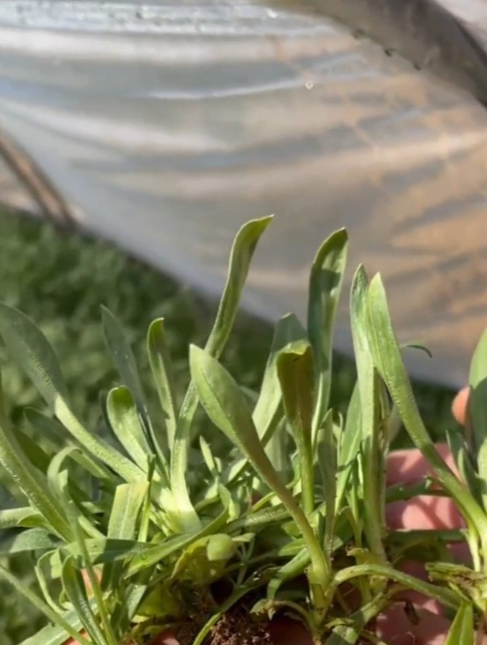 “面条菜”是一种野菜,营养非常丰富,蘸酱生吃口感好!