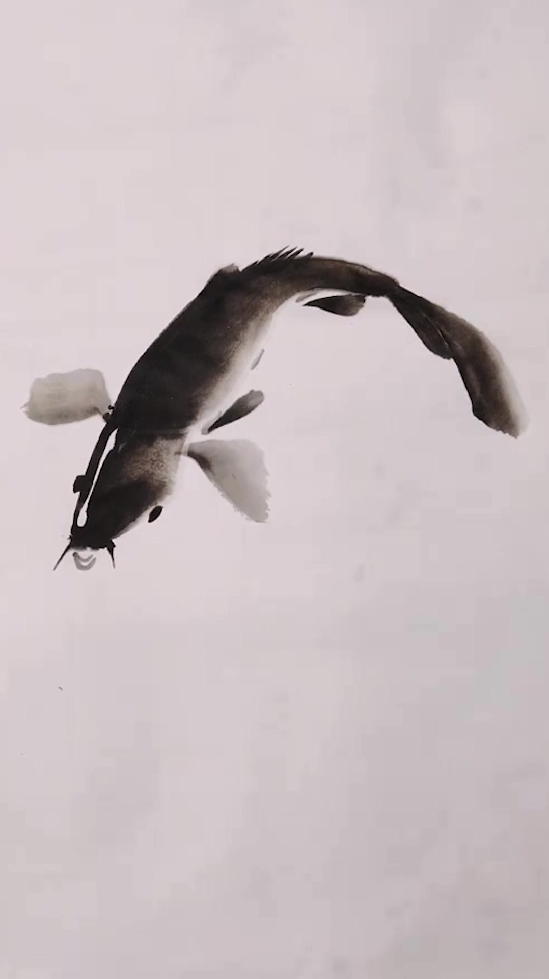 墨染青鱼,看看怎么样