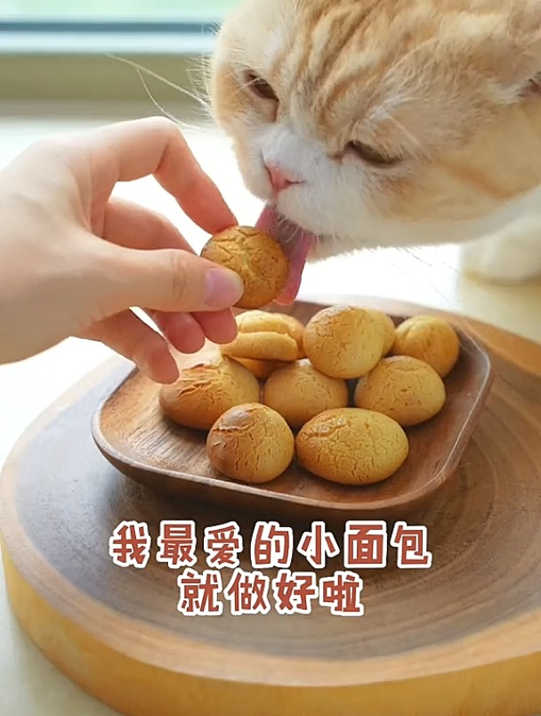 宠物小面包 奶香奶香