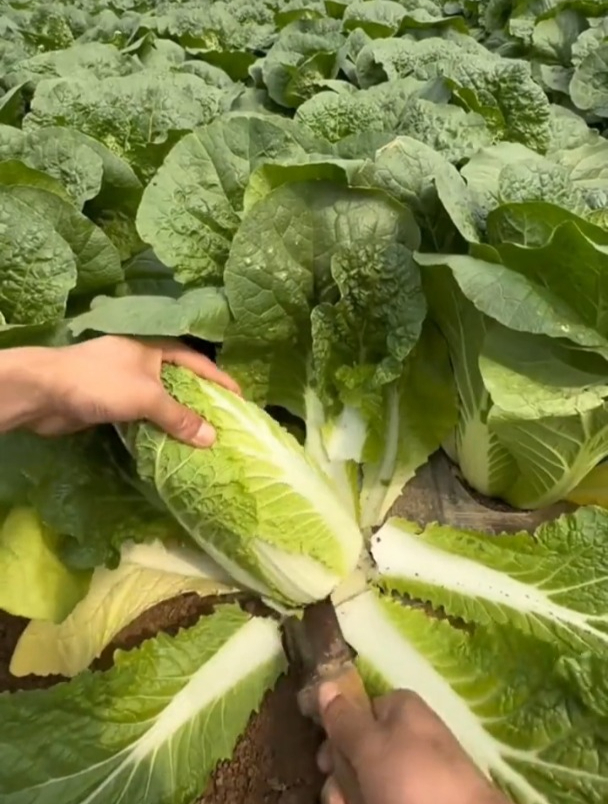 “鸡蛋心”白菜,现在种正当时,营养堪比3个鸡蛋