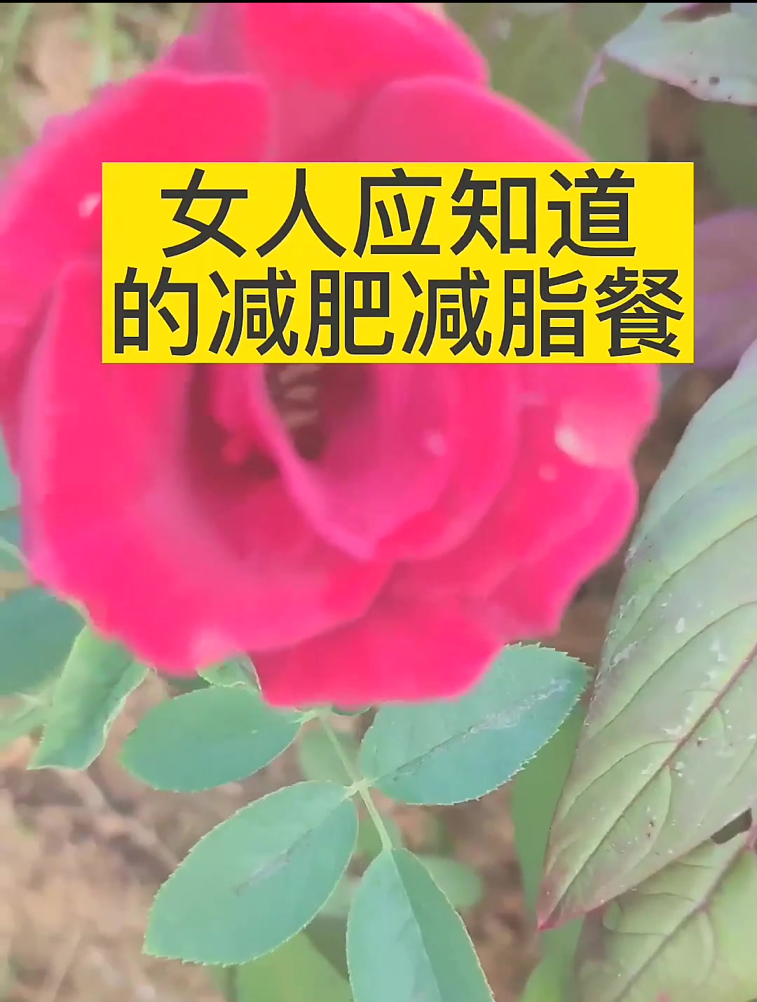 女人应知道的减肥减脂餐小葱拌豆腐秋葵炒山药
